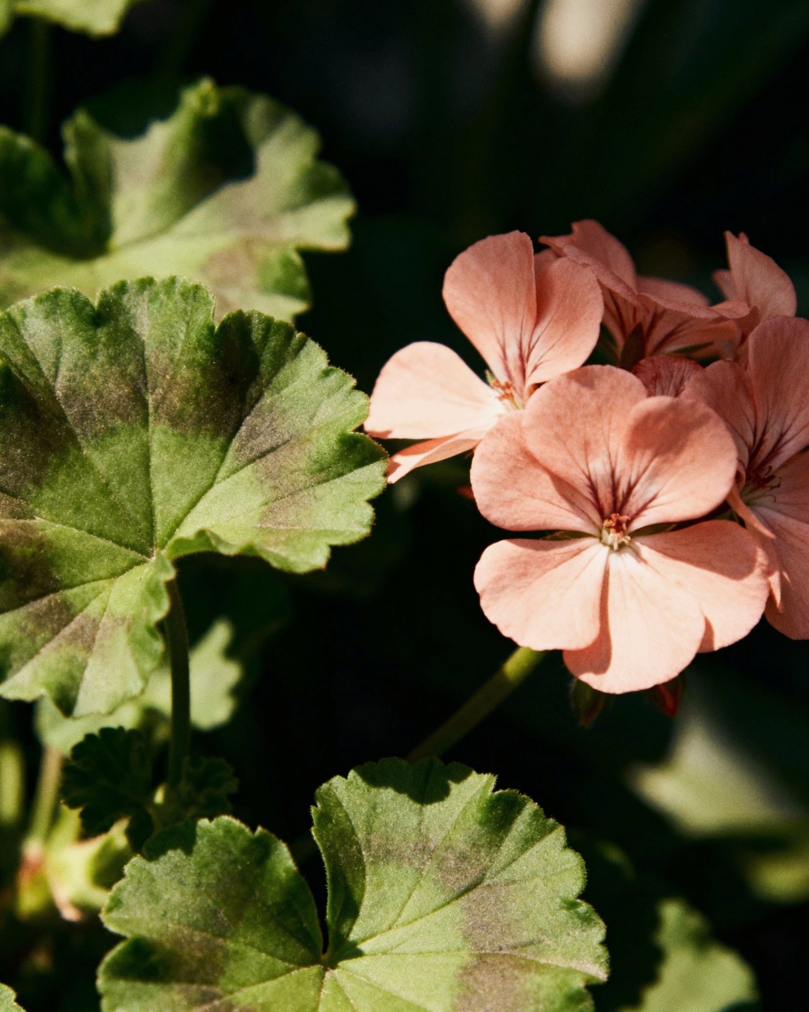Picnic - Eau De Parfum