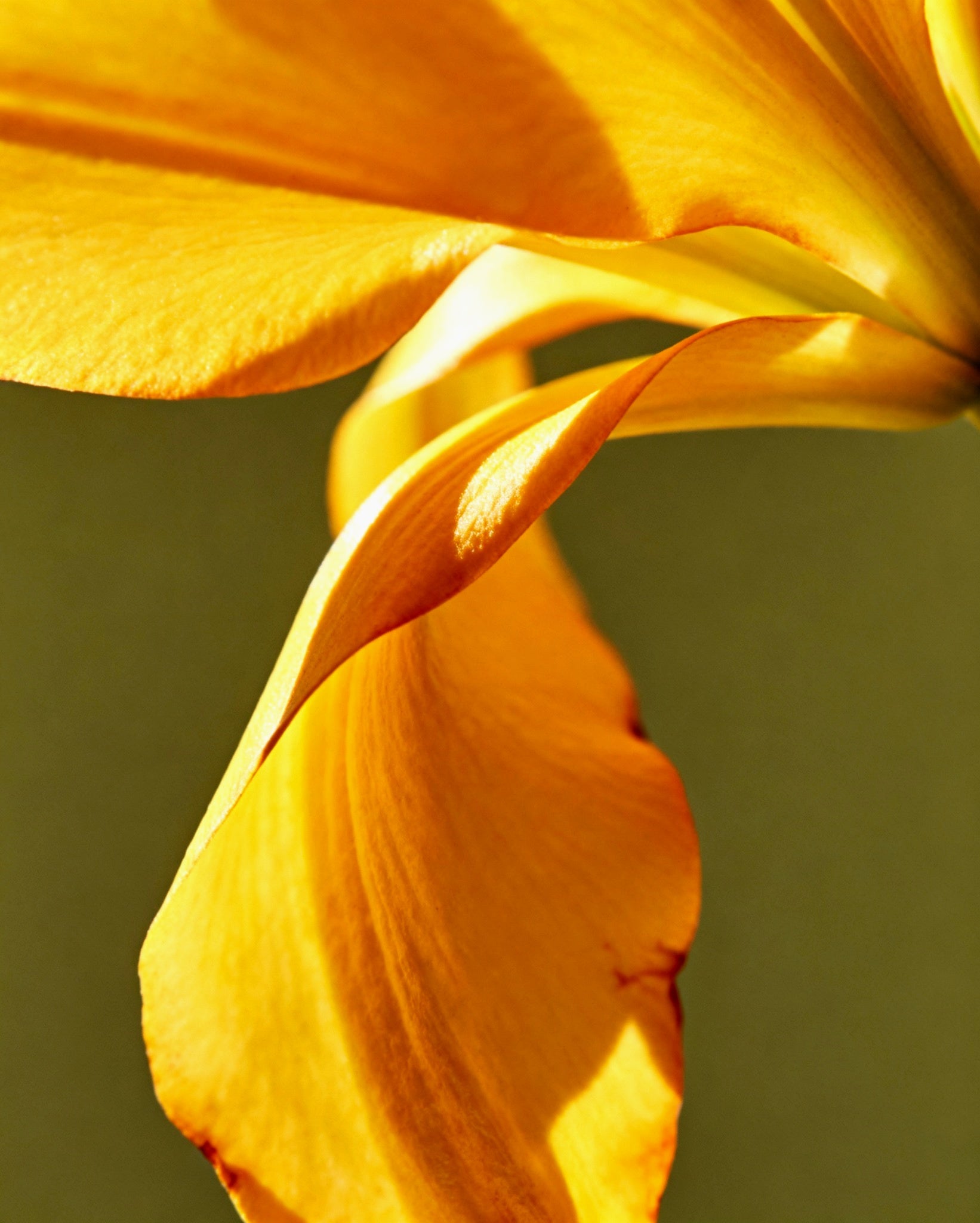 Pomelo Sensual - Eau De Parfum