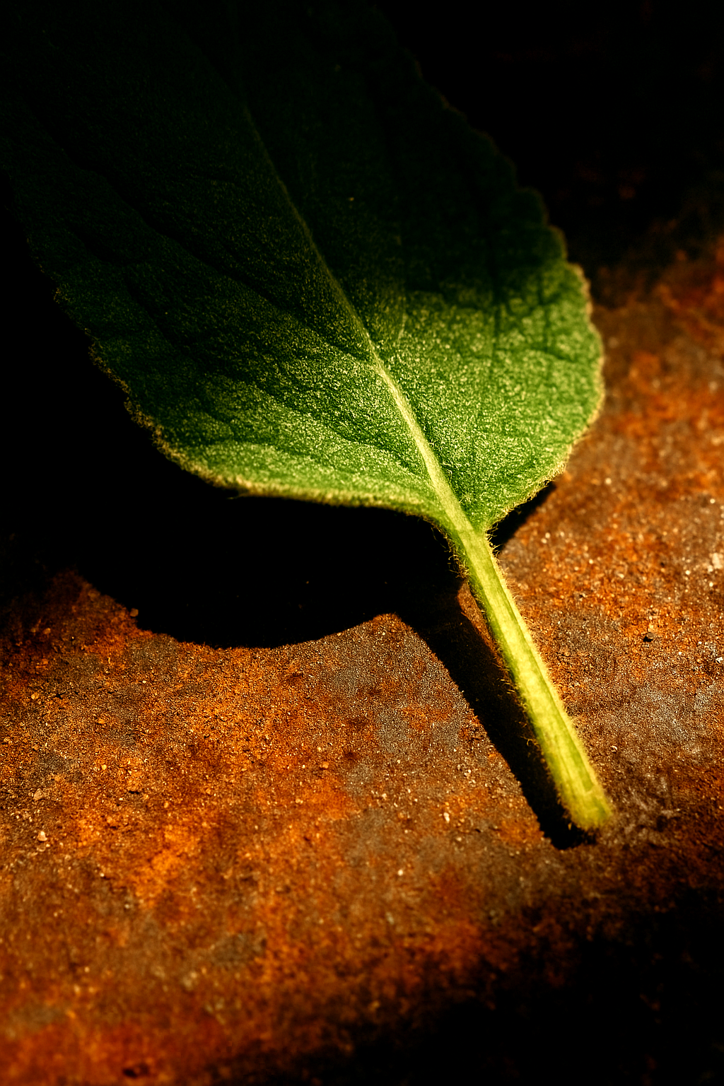 Dirt Roads - Eau De Parfum