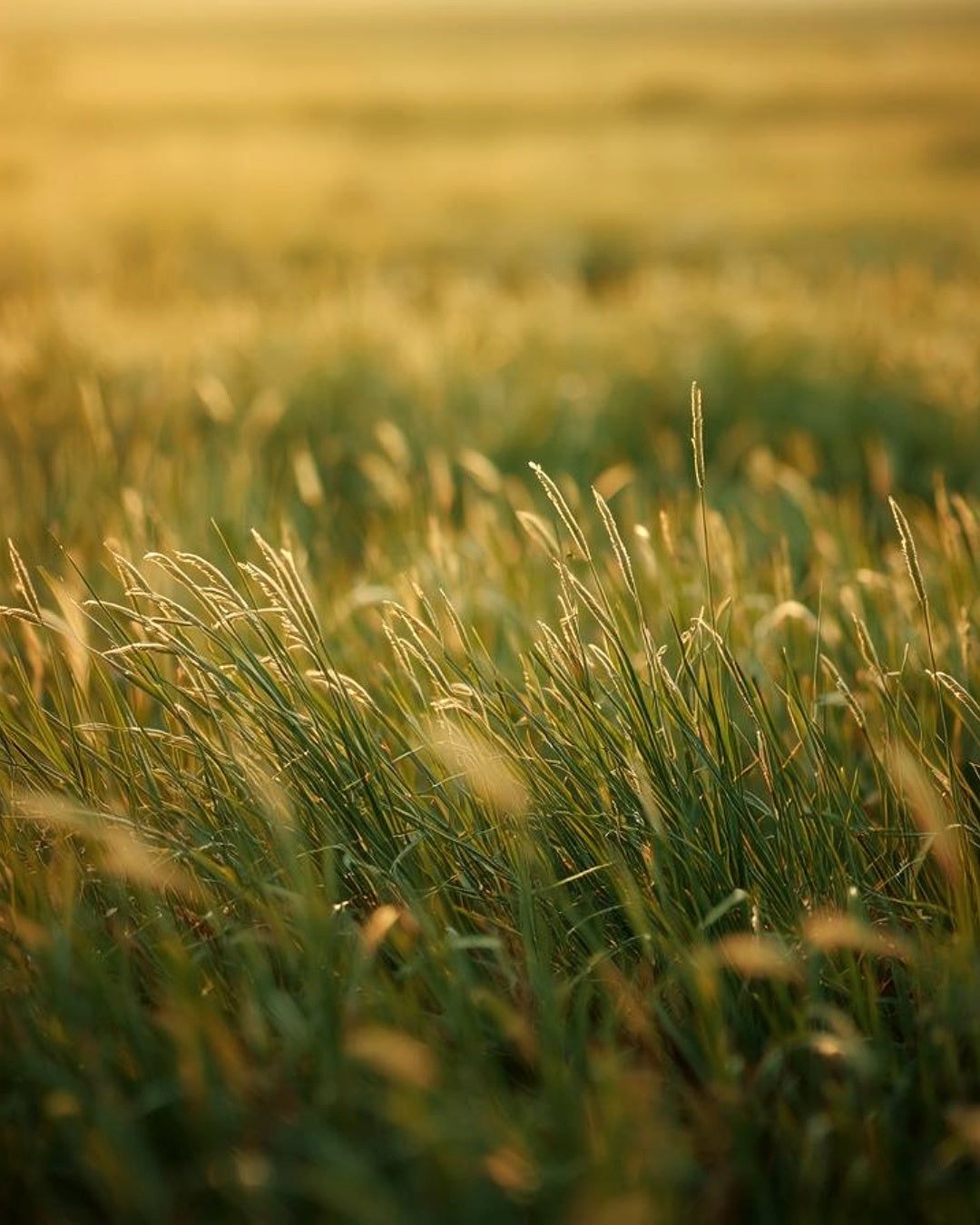 Sunlit grass field with a warm glow