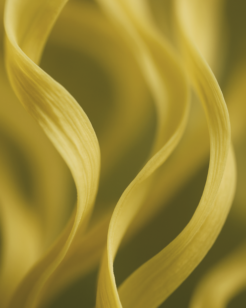 Close-up of Ylang Ylang Petals with a blurred background