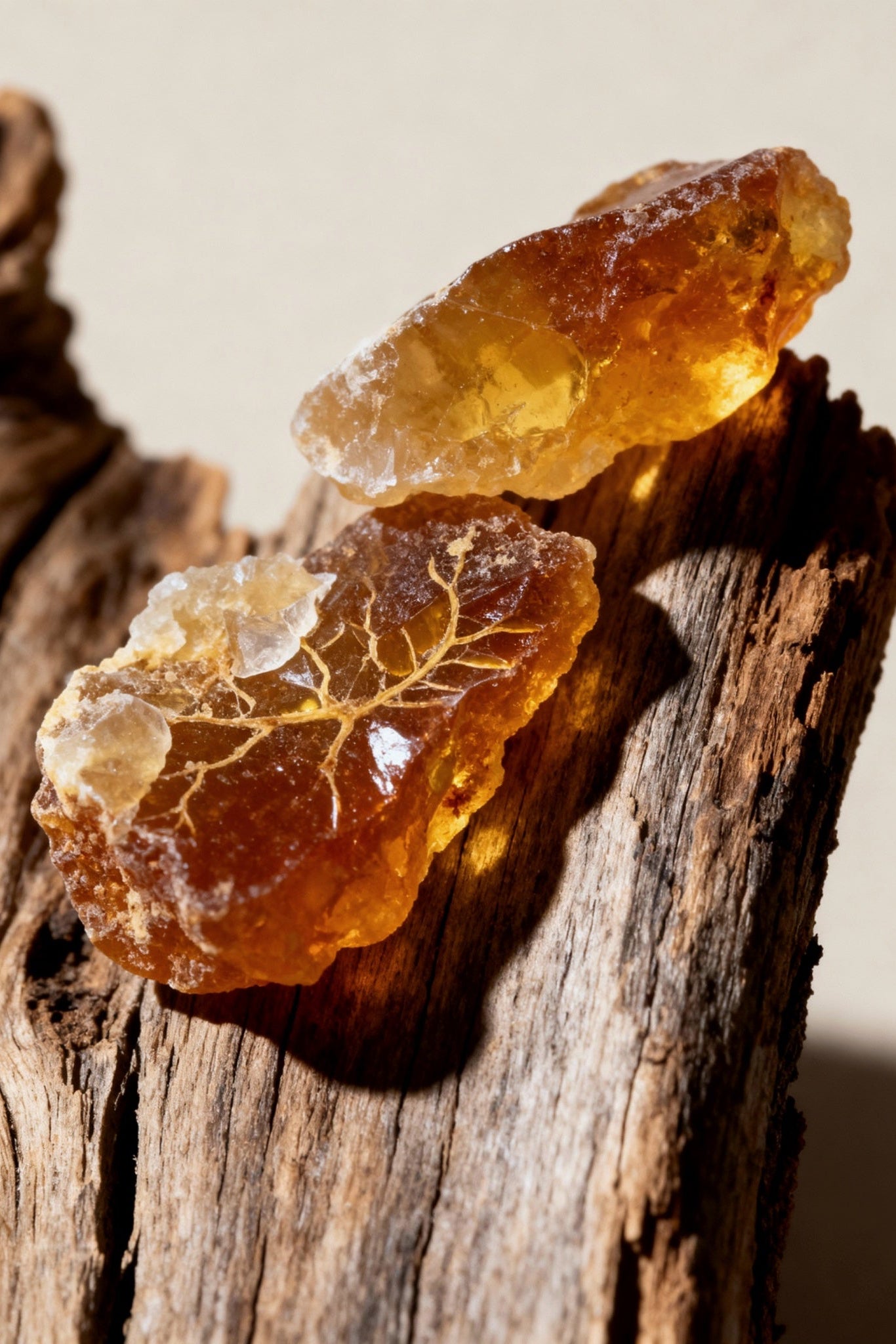 Cut Stems - Extrait de Parfum