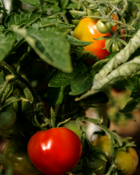 109 - Bougie Parfumée