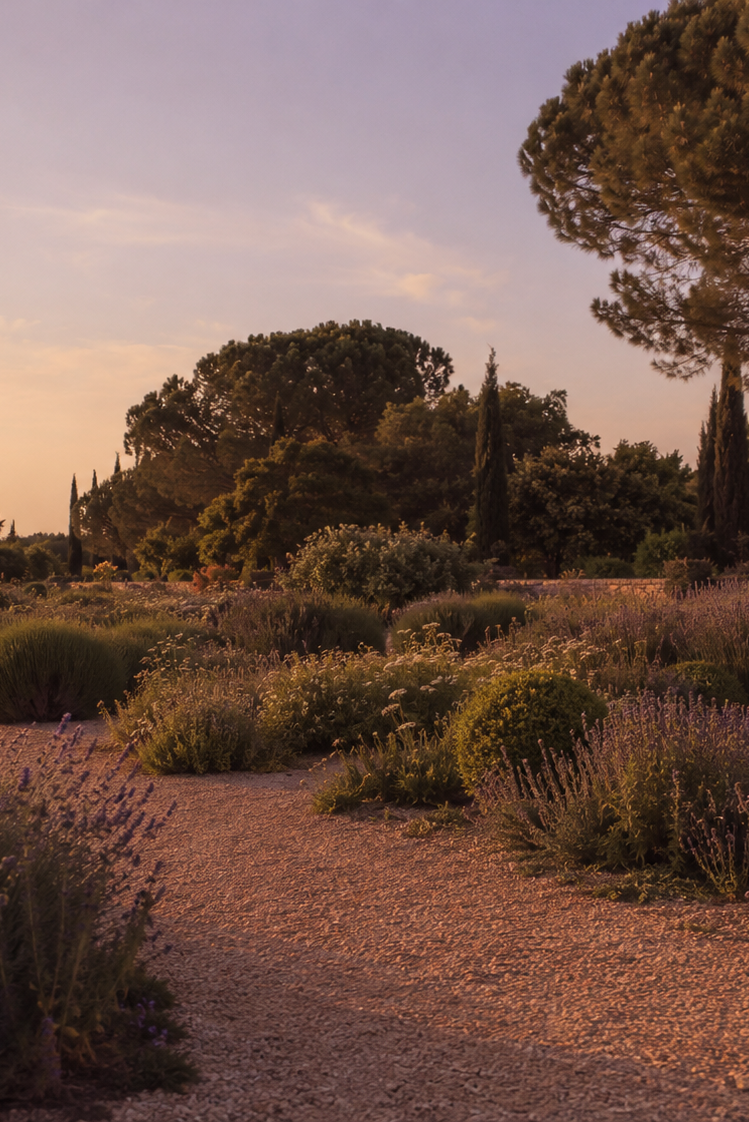 golden hour photo of a provencal garden
