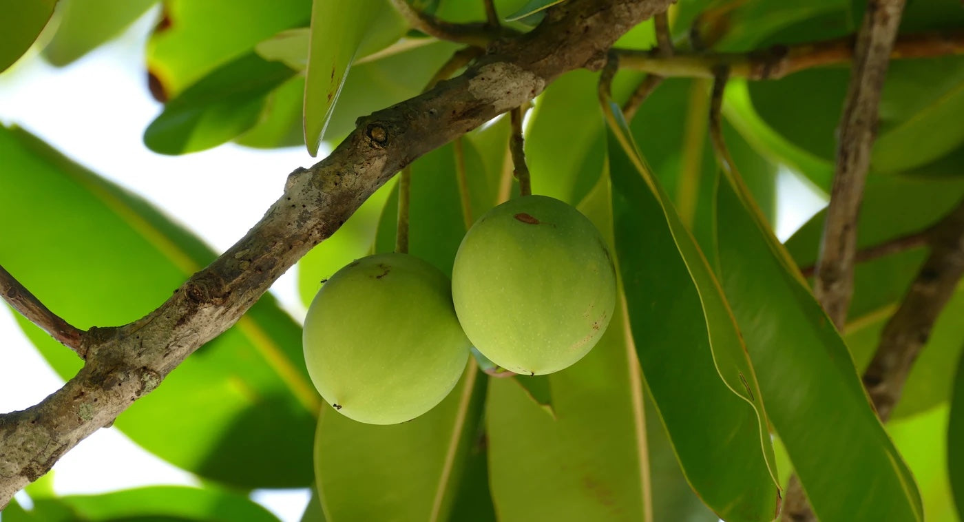 Ingredient Spotlight: Tamanu Oil