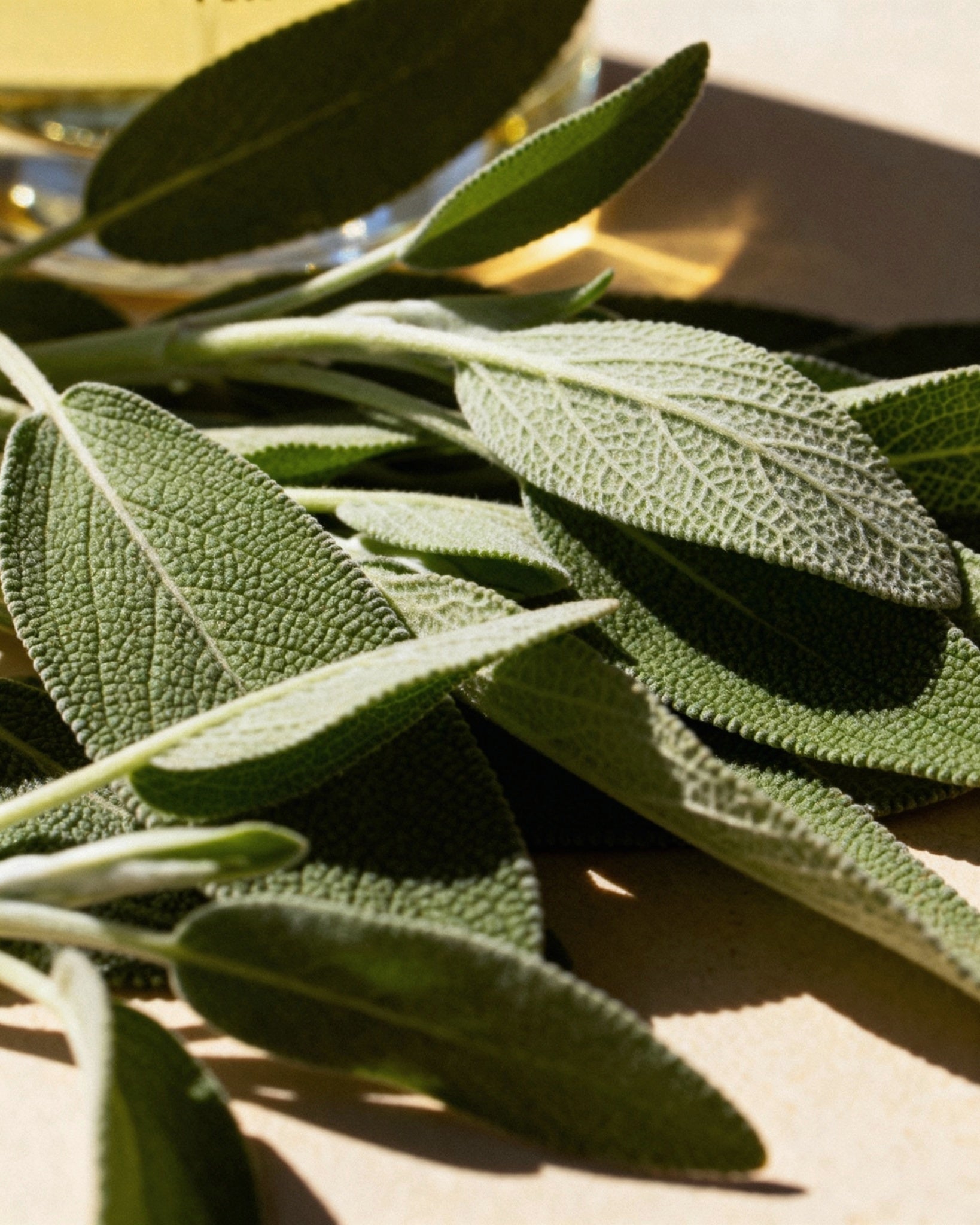 Picnic - Eau De Parfum