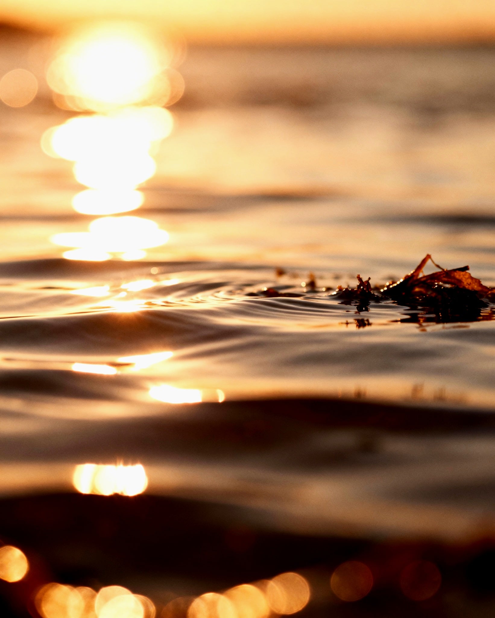 Sunset over water with ripples and a leaf, blurred background
