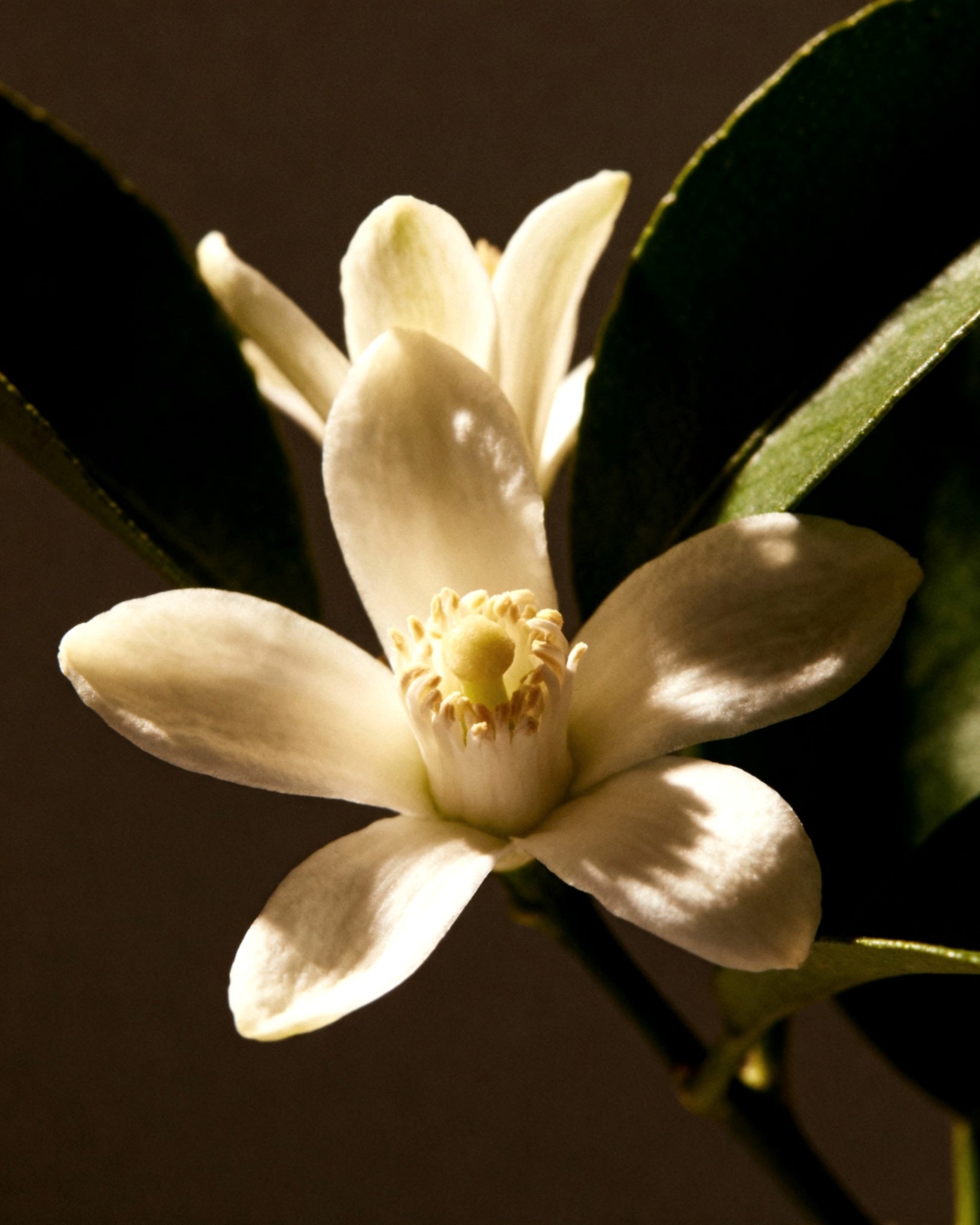 Stoner - Eau De Parfum