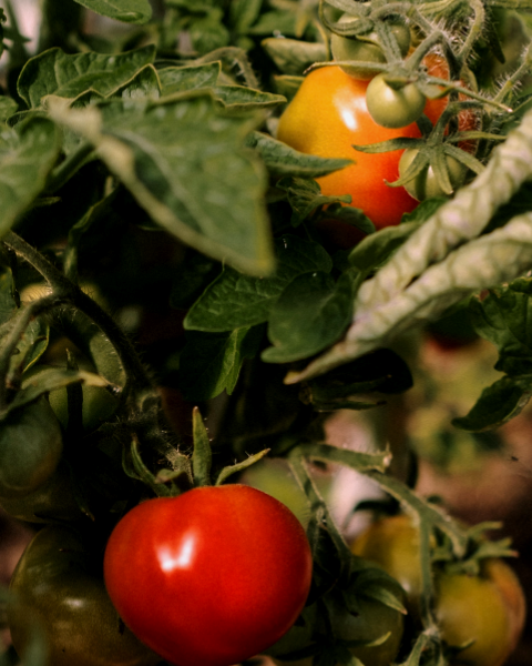 Tomatoes growing on a vine with green leaves