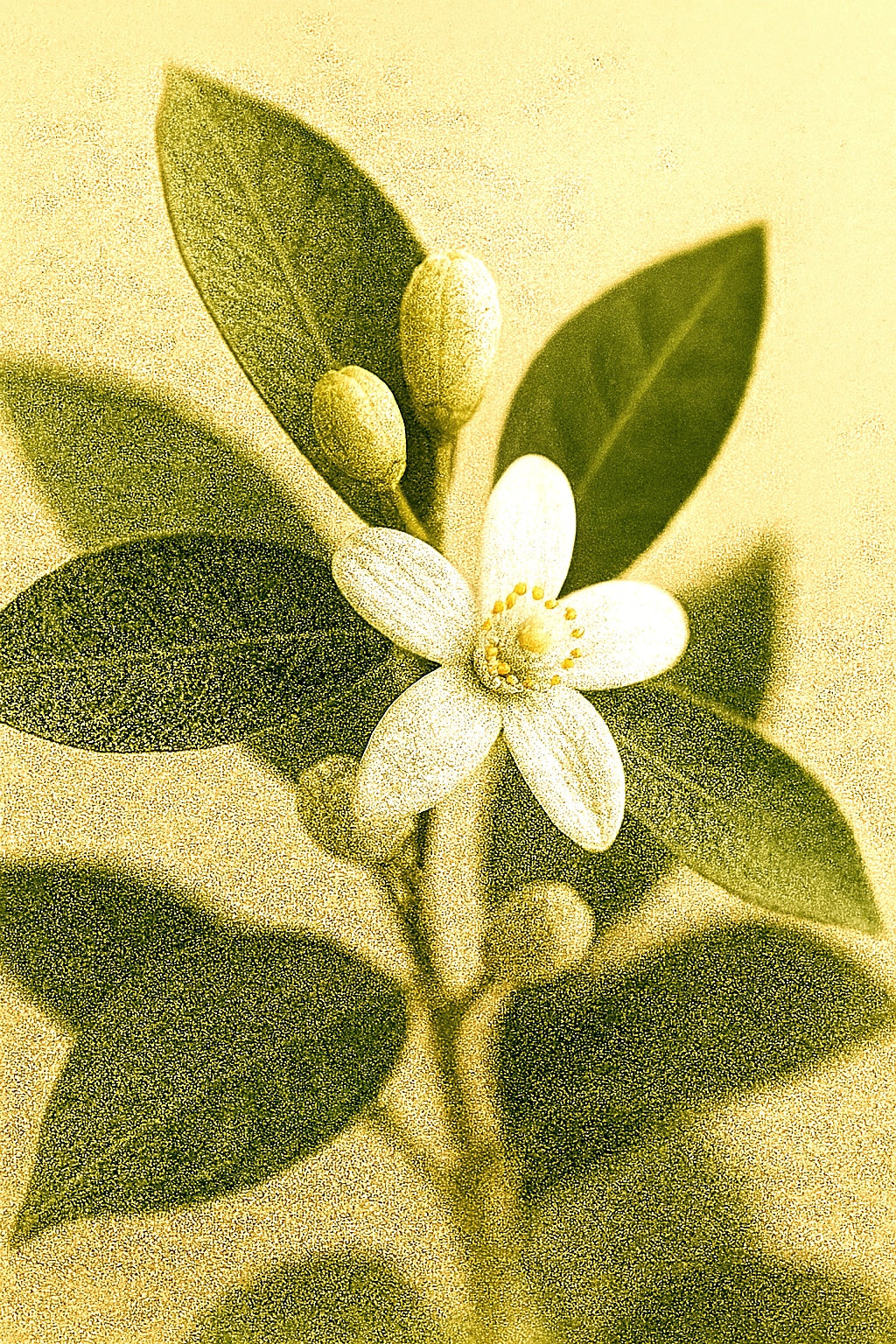 El Santo - Eau De Parfum